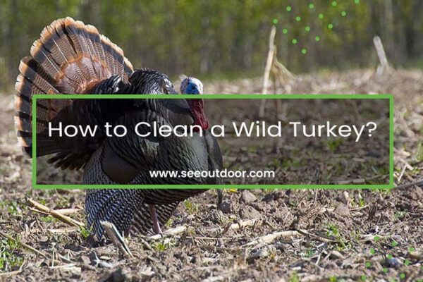 How to Clean a Wild Turkey Featured Image