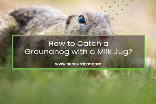 How to Catch a Groundhog with a Milk Jug Featured Image