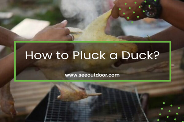 How to Pluck a Duck Featured Image