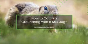 How to Catch a Groundhog with a Milk Jug Featured Image